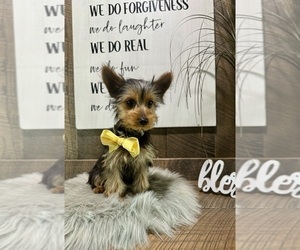 Yorkshire Terrier Puppy for sale in NAPPANEE, IN, USA