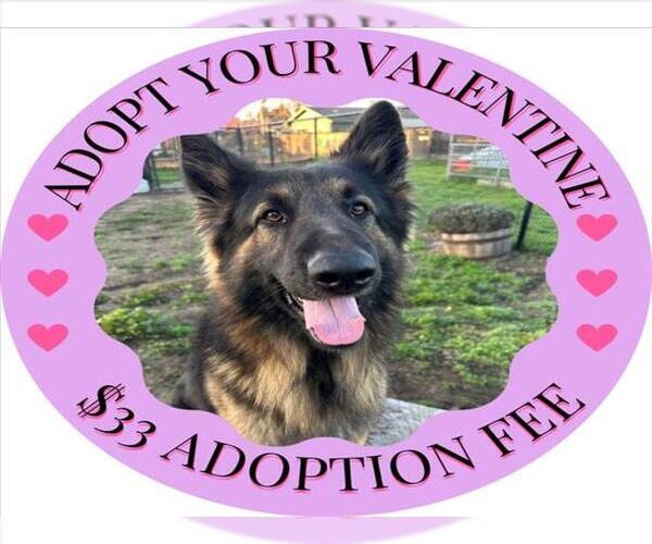 Medium Photo #3 Mutt Puppy For Sale in Santa Cruz, CA, USA