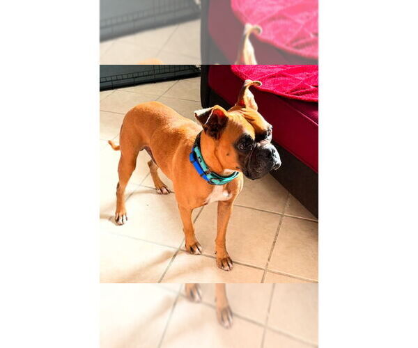 Medium Photo #4 Boxer Puppy For Sale in Austin, TX, USA