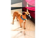 Small #3 Boxer