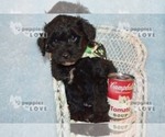 Small Photo #15 Australian Shepherd-Poodle (Toy) Mix Puppy For Sale in SANGER, TX, USA