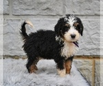 Small #3 Bernedoodle