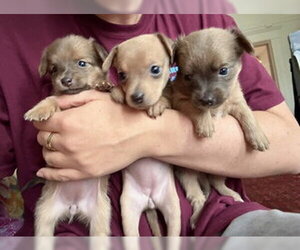 Chihuahua-Unknown Mix Dogs for adoption in Fremont, CA, USA