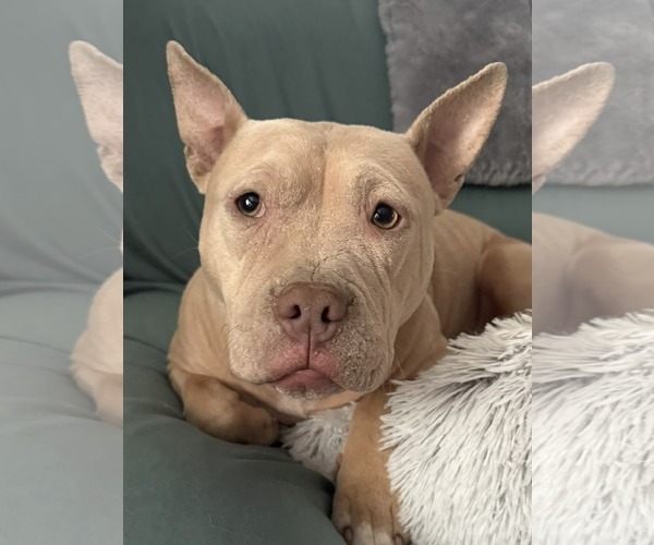 Medium Photo #2 Mutt Puppy For Sale in Catasauqua, PA, USA