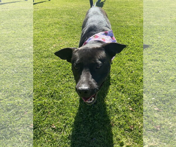 Medium Photo #4 Staffordshire Bull Terrier-Unknown Mix Puppy For Sale in La Verne, CA, USA