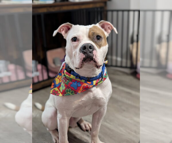 Medium Photo #9 American Staffordshire Terrier-Boxer Mix Puppy For Sale in Caribou, ME, USA