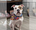 Small #8 American Staffordshire Terrier-Boxer Mix