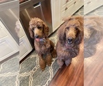 Small Photo #6 Poodle (Standard) Puppy For Sale in PHOENIX, AZ, USA