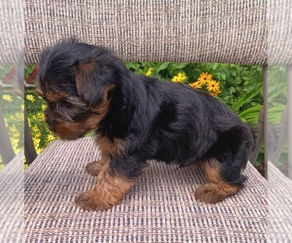 Medium Photo #3 Yorkshire Terrier Puppy For Sale in ECONOMY, IN, USA