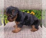 Small #2 Yorkshire Terrier