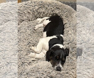 Aries - Male Border Collie-Unknown Mix Dog for Adoption - Photo #4
