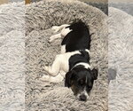 Small Photo #4 Border Collie-Unknown Mix Puppy For Sale in Tabernash, CO, USA