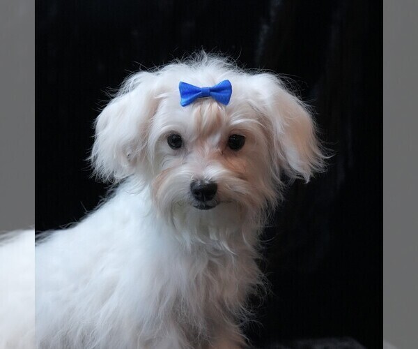 Medium Photo #5 Maltese Puppy For Sale in ROCK VALLEY, IA, USA