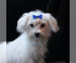 Small #4 Maltese
