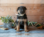 Small Photo #16 German Shepherd Dog Puppy For Sale in GORDONVILLE, PA, USA