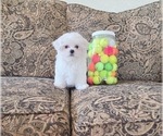 Small #2 Maltese