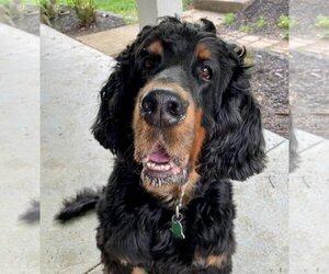 Gordon Setter Dogs for adoption in Denton, TX, USA