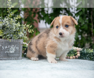 Medium Pembroke Welsh Corgi