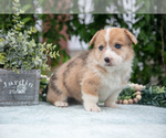 Puppy Mabel Pembroke Welsh Corgi