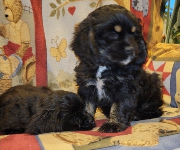 Medium Photo #5 Cocker Spaniel Puppy For Sale in WITHEE, WI, USA