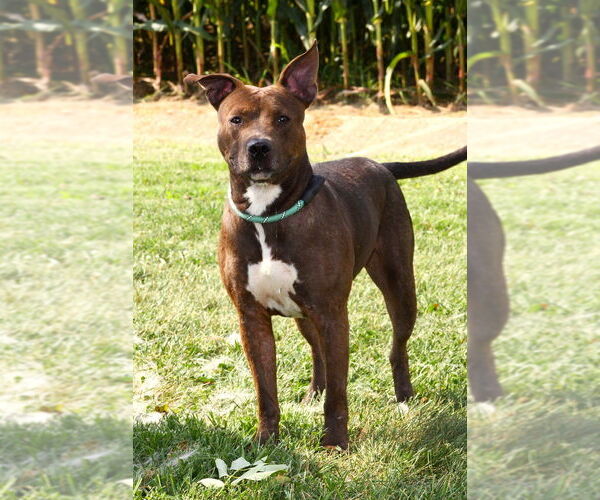 Medium Photo #1 American Pit Bull Terrier Puppy For Sale in Evansville, IN, USA