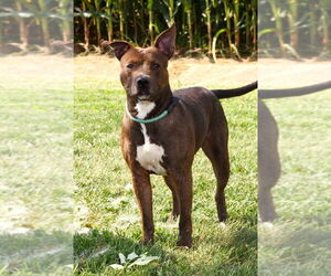 American Pit Bull Terrier Dogs for adoption in Evansville, IN, USA