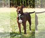 Small American Pit Bull Terrier