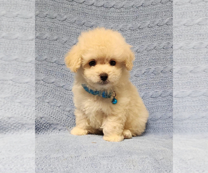 Poodle (Toy) Puppy for Sale in CAMPBELLSVILLE, Kentucky USA