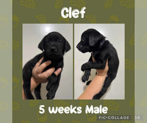 Medium Photo #1 Labrador Retriever Puppy For Sale in ASHEBORO, NC, USA