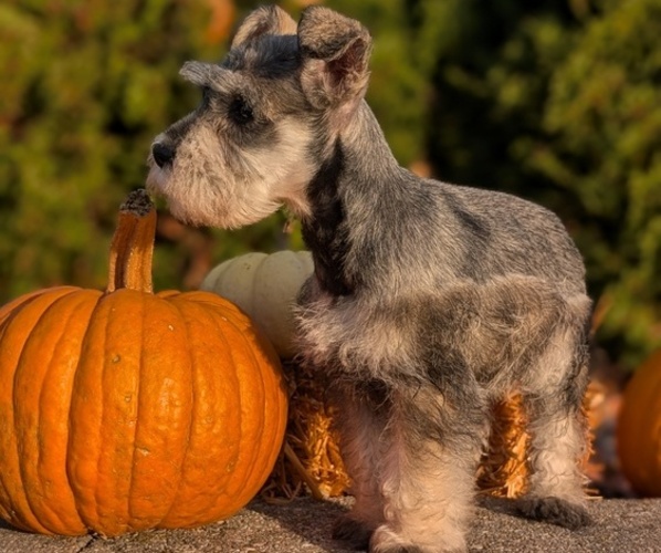 Medium Photo #33 Schnauzer (Miniature) Puppy For Sale in GOSHEN, IN, USA