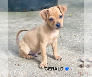 Pug-Unknown Mix Dogs for adoption in Rockaway, NJ, USA