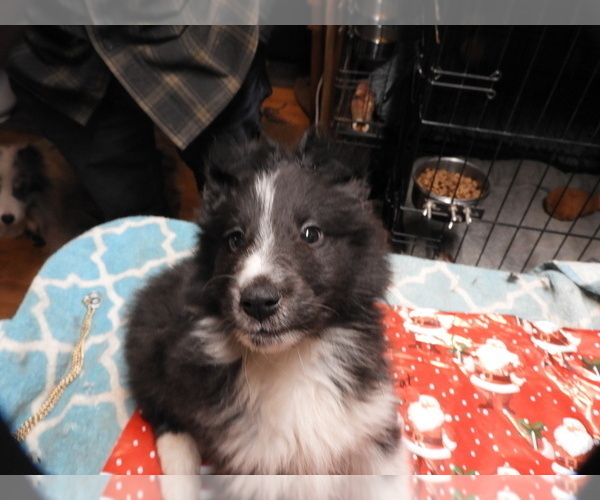 Medium Photo #2 Shetland Sheepdog Puppy For Sale in BAINBRIDGE, NY, USA