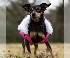 Miniature Pinscher Dogs for adoption in Spring Lake, NC, USA