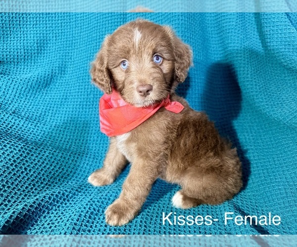 Medium Photo #2 Labradoodle-Miniature Australian Shepherd Mix Puppy For Sale in MANSFIELD, TX, USA