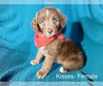 Small #1 Labradoodle-Miniature Australian Shepherd Mix