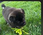 Small Photo #4 Akita Puppy For Sale in LOUISVILLE, KY, USA