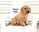 Small #4 Labrador Retriever