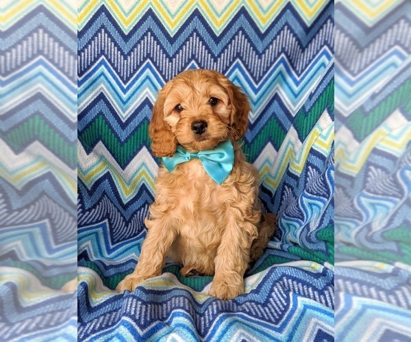 cavachon plush toy