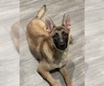 Small Photo #1 German Shepherd Dog-Unknown Mix Puppy For Sale in Greenville, SC, USA