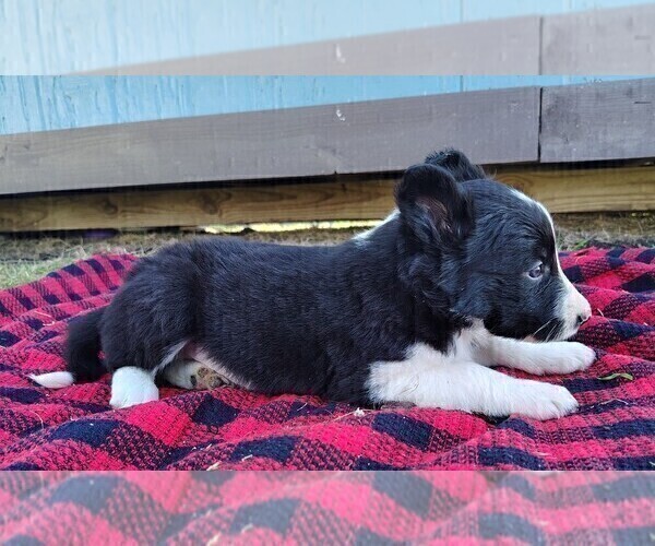 Medium Photo #16 Border Collie Puppy For Sale in NORBORNE, MO, USA