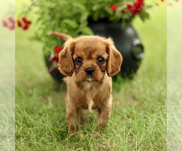 Medium Photo #3 Cavalier King Charles Spaniel Puppy For Sale in GORDONVILLE, PA, USA
