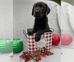Small Photo #1 Labrador Retriever Puppy For Sale in HOLLY SPRINGS, NC, USA