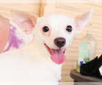 Small #3 Chihuahua Mix