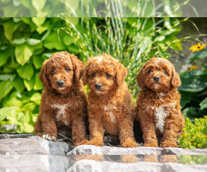 Goldendoodle (Miniature) Litter for sale in MILLMONT, PA, USA