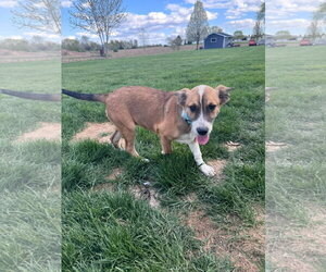 Mutt Dogs for adoption in New London, WI, USA