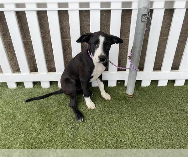 Medium Photo #1 Border Collie-Unknown Mix Puppy For Sale in Modesto, CA, USA