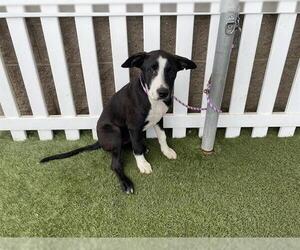 Border Collie-Unknown Mix Dogs for adoption in Modesto, CA, USA