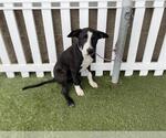 Small Border Collie Mix