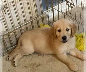 Golden Retriever Puppy for sale in SCOTTSDALE, AZ, USA