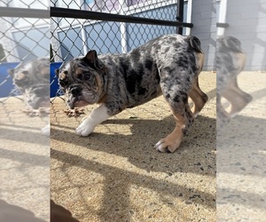 English Bulldog-French Bulldog Mix Puppy for sale in RANDOLPH, MA, USA